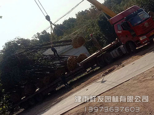 20公分香樟，多杆香樟发车-(2)