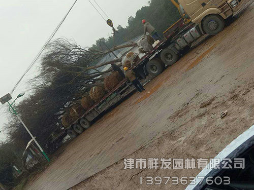 22公分榔榆发车-(2)